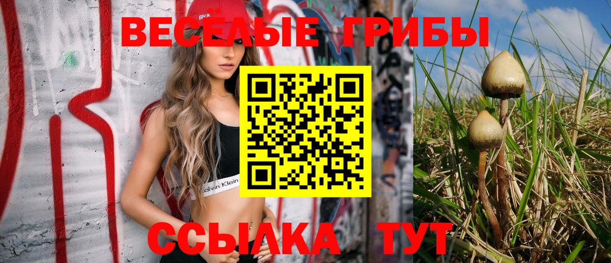 Галлюциногенные грибы Psilocybe Новороссийск